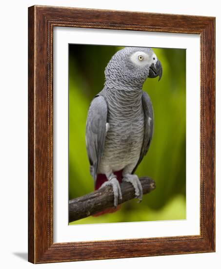 Bali, Ubud, an African Grey Parrot at Bali Bird Park-Niels Van Gijn-Framed Photographic Print