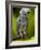 Bali, Ubud, an African Grey Parrot at Bali Bird Park-Niels Van Gijn-Framed Photographic Print