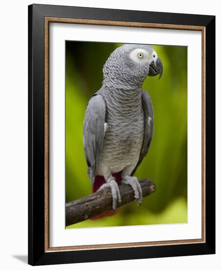 Bali, Ubud, an African Grey Parrot at Bali Bird Park-Niels Van Gijn-Framed Photographic Print