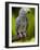 Bali, Ubud, an African Grey Parrot at Bali Bird Park-Niels Van Gijn-Framed Photographic Print
