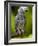 Bali, Ubud, an African Grey Parrot at Bali Bird Park-Niels Van Gijn-Framed Photographic Print