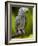 Bali, Ubud, an African Grey Parrot at Bali Bird Park-Niels Van Gijn-Framed Photographic Print