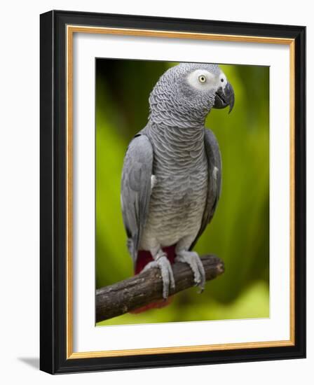 Bali, Ubud, an African Grey Parrot at Bali Bird Park-Niels Van Gijn-Framed Photographic Print
