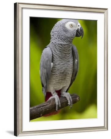 Bali, Ubud, an African Grey Parrot at Bali Bird Park' Photographic Print -  Niels Van Gijn 