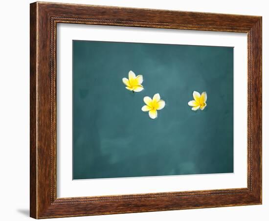 Bali, Ubud, Franjipani Flowers Float on a Swimming Pool-Niels Van Gijn-Framed Photographic Print