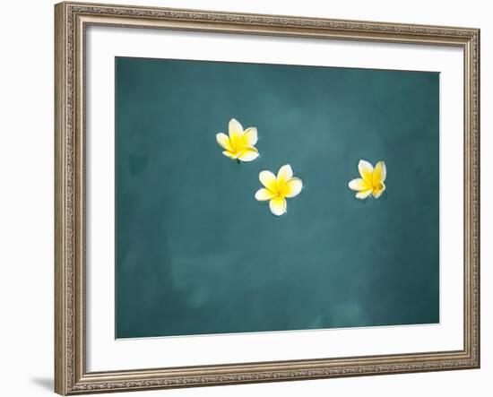 Bali, Ubud, Franjipani Flowers Float on a Swimming Pool-Niels Van Gijn-Framed Photographic Print