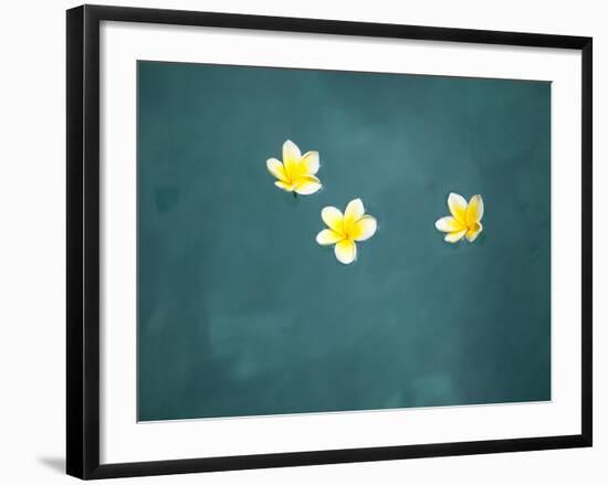 Bali, Ubud, Franjipani Flowers Float on a Swimming Pool-Niels Van Gijn-Framed Photographic Print