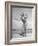 Balinese Dancer Pollok, Performing an Old Liagon Dance-null-Framed Photographic Print