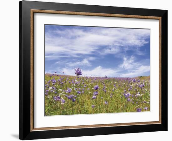 Ball Head Cluster Lily-Donald Paulson-Framed Giclee Print