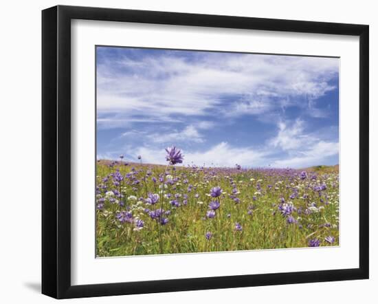 Ball Head Cluster Lily-Donald Paulson-Framed Giclee Print