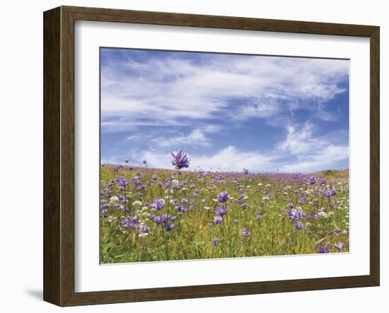 Ball Head Cluster Lily-Donald Paulson-Framed Giclee Print