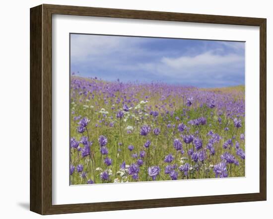 Ball Head Cluster Lily-Donald Paulson-Framed Giclee Print