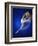 Ballerina Dancing-Dennis Degnan-Framed Photographic Print