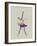 Ballerina Watercolor 4-NaxArt-Framed Art Print