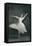 Ballerina-null-Framed Stretched Canvas