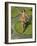 Ballerina-J Hovenstine Studios-Framed Giclee Print