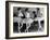 Ballerinas at George Balanchine's American School of Ballet Gathered During Rehearsal-Alfred Eisenstaedt-Framed Photographic Print