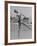 Ballet Dancer Cyd Charisse Who Aspires to be a Movie Star at Santa Monica Beach-Peter Stackpole-Framed Premium Photographic Print