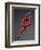 Ballet Dancer in Red Leotard-Erik Isakson-Framed Photographic Print