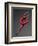 Ballet Dancer in Red Leotard-Erik Isakson-Framed Photographic Print