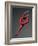 Ballet Dancer in Red Leotard-Erik Isakson-Framed Photographic Print