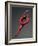 Ballet Dancer in Red Leotard-Erik Isakson-Framed Photographic Print