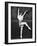 Ballet Dancer Performing on Stage-null-Framed Photo