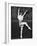 Ballet Dancer Performing on Stage-null-Framed Photo