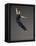 Ballet dancer-Erik Isakson-Framed Premier Image Canvas