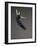 Ballet dancer-Erik Isakson-Framed Photographic Print