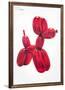 Balloon Dog (Red)-Jeff Koons-Framed Art Print