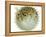 Balloon Fish, Inflated in Self-Defence-Jane Burton-Framed Premier Image Canvas