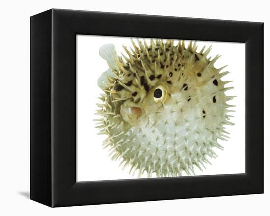 Balloon Fish, Inflated in Self-Defence-Jane Burton-Framed Premier Image Canvas