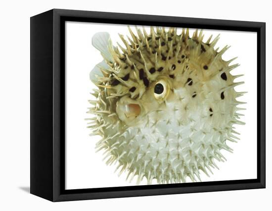 Balloon Fish, Inflated in Self-Defence-Jane Burton-Framed Premier Image Canvas