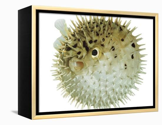 Balloon Fish, Inflated in Self-Defence-Jane Burton-Framed Premier Image Canvas