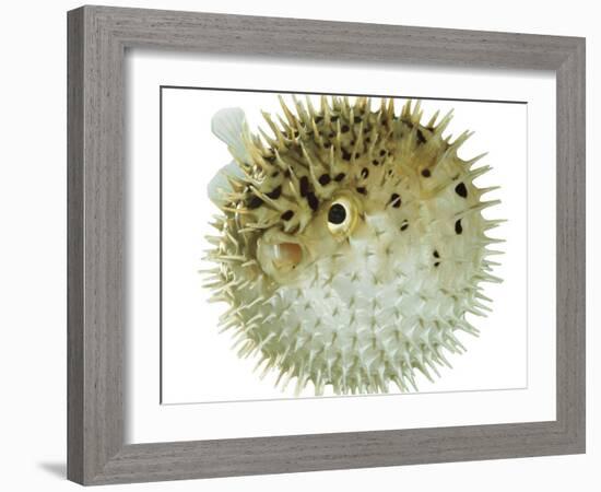 Balloon Fish, Inflated in Self-Defence-Jane Burton-Framed Photographic Print