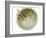 Balloon Fish, Inflated in Self-Defence-Jane Burton-Framed Photographic Print