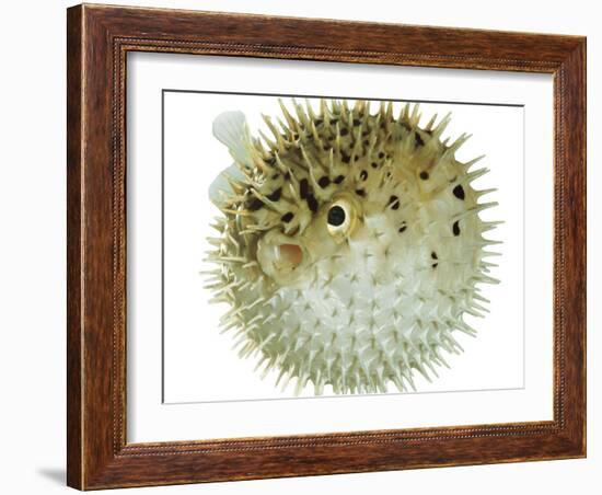 Balloon Fish, Inflated in Self-Defence-Jane Burton-Framed Photographic Print