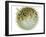 Balloon Fish, Inflated in Self-Defence-Jane Burton-Framed Photographic Print