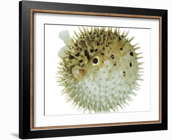 Balloon Fish, Inflated in Self-Defence-Jane Burton-Framed Photographic Print