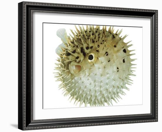 Balloon Fish, Inflated in Self-Defence-Jane Burton-Framed Photographic Print