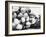 Balloons Lying on Ground Prior to Release-Ralph Crane-Framed Photographic Print