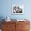 Balloons Lying on Ground Prior to Release-Ralph Crane-Framed Photographic Print displayed on a wall