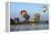 Balloons over Waikato Festival, Lake Rotoroa, North Island, New Zealand-David Wall-Framed Premier Image Canvas