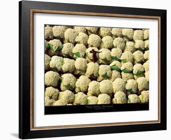 Ballots de Coton-Yann Arthus-Bertrand-Framed Art Print