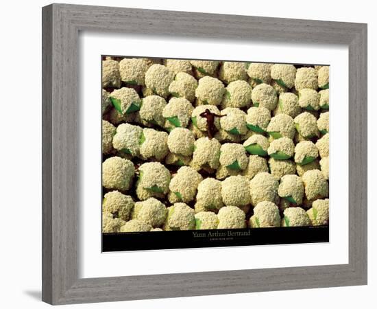 Ballots de Coton-Yann Arthus-Bertrand-Framed Art Print