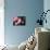 Balls-Ryuji Adachi-Photographic Print displayed on a wall