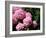 Balls-Ryuji Adachi-Framed Photographic Print