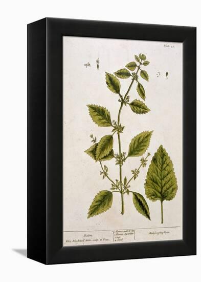 Balm, Plate 27 from A Curious Herbal, Published 1782-Elizabeth Blackwell-Framed Premier Image Canvas