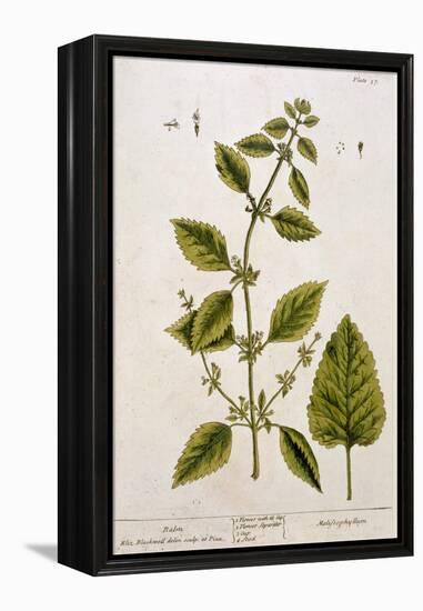 Balm, Plate 27 from A Curious Herbal, Published 1782-Elizabeth Blackwell-Framed Premier Image Canvas